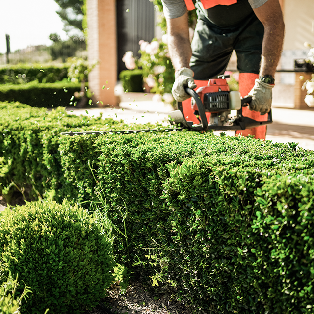 Westphal Gartendesign | Heckenschnitt Westphal Gartendesign | Heckenschnitt